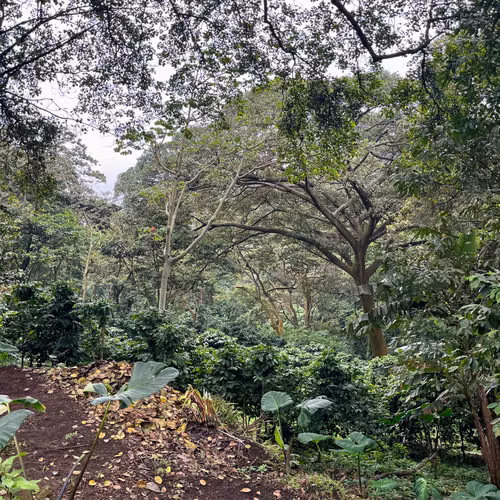 Venta de Antigua Finca Cafetalera en Las Nubes, El Crucero