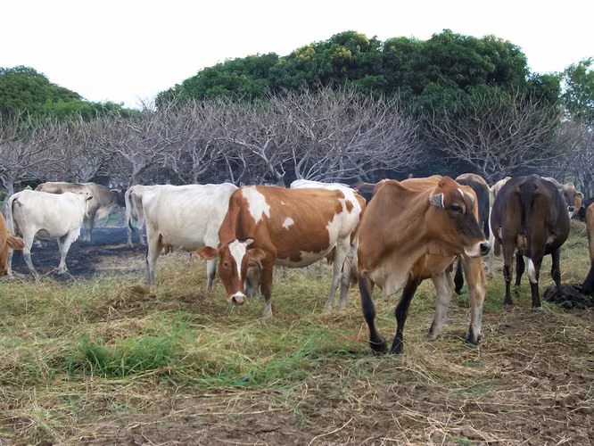 FINCA 0103 CH