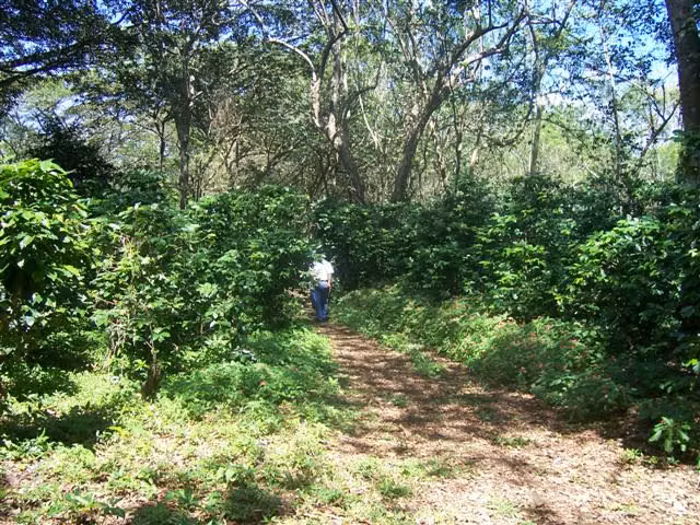 FINCA 0104 CH