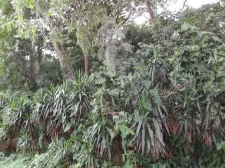 CCA 0062 AG - Imagen 2