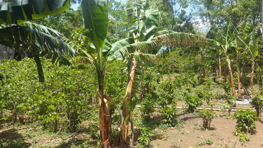 FINCA 0125 CH - Imagen 3