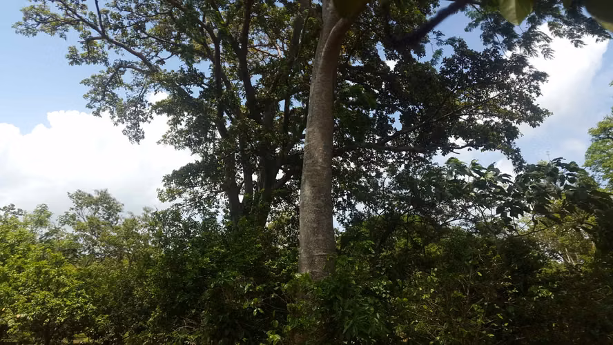 FINCA 0125 CH