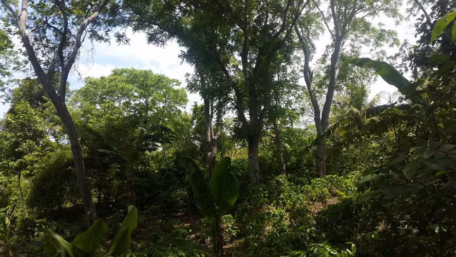 FINCA 0125 CH - Imagen 5
