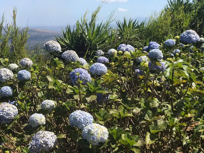 FINCA 0136 AG