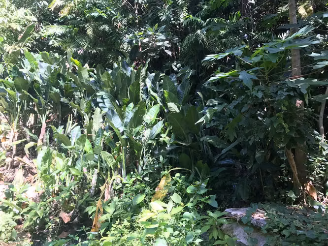 FINCA 0159 CH AH