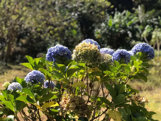 FINCA 0159 CH AH