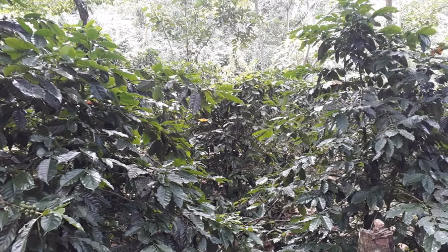 FINCA 0172 CH - Imagen 8