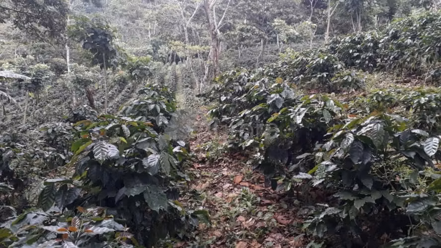 FINCA 0173 CH - Imagen 6