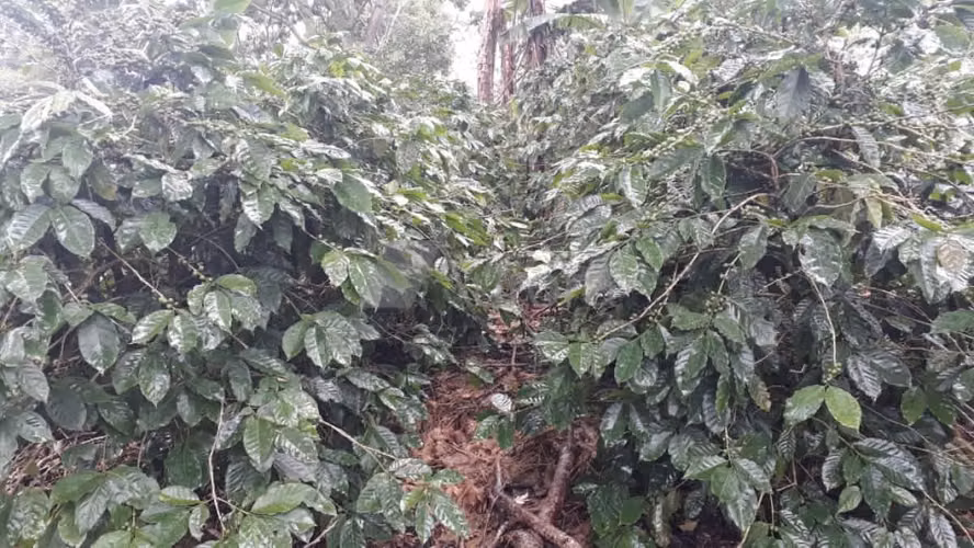 FINCA 0173 CH - Imagen 3