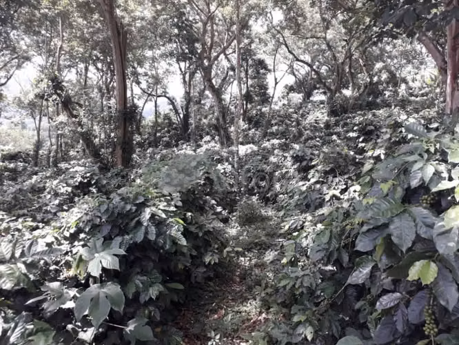 FINCA 0173 CH - Imagen 15