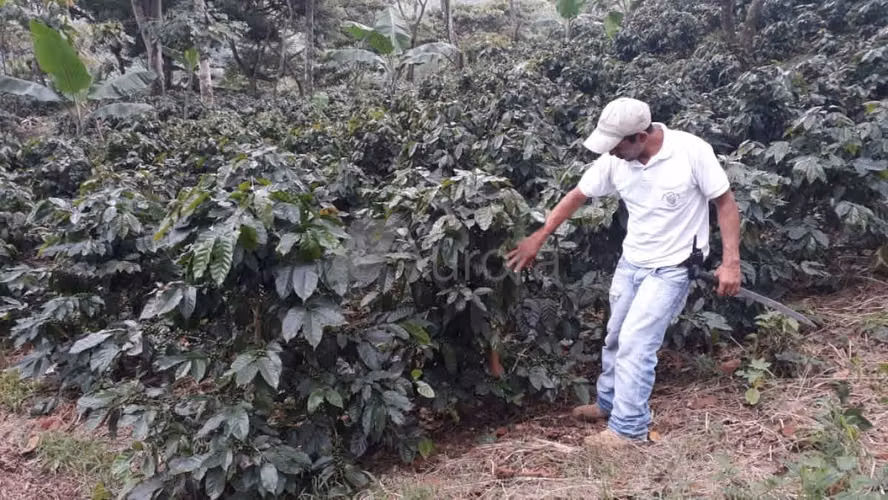 FINCA 0173 CH - Imagen 5