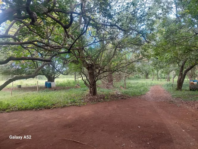 MSY 0032 CH - Imagen 9