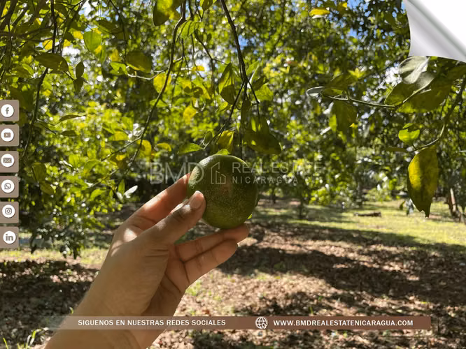 Venta en Masatepe esta increíble propiedad de 2 manzanas 0511
