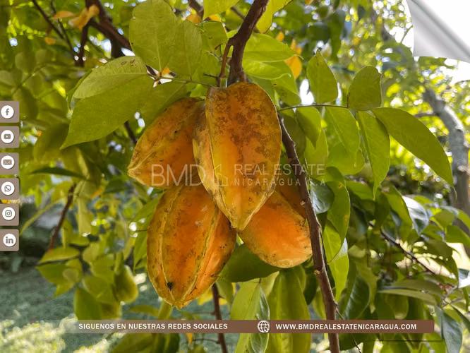 Venta en Masatepe esta increíble propiedad de 2 manzanas 0511