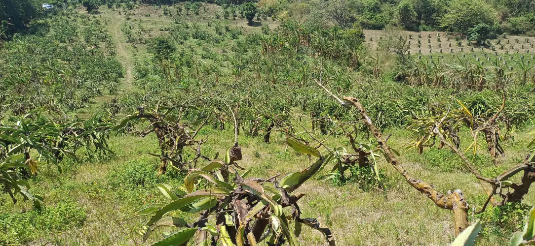 En venta preciosa finca en el Crucero (Nicaragua)
