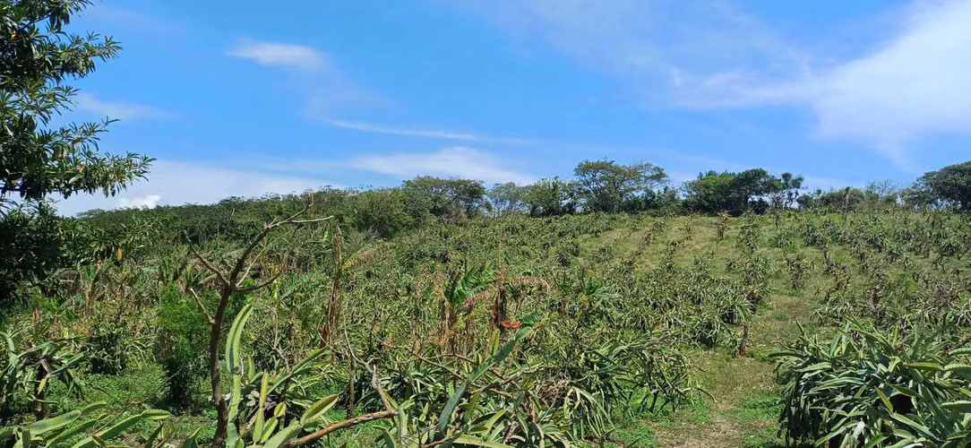 En venta preciosa finca en el Crucero (Nicaragua)