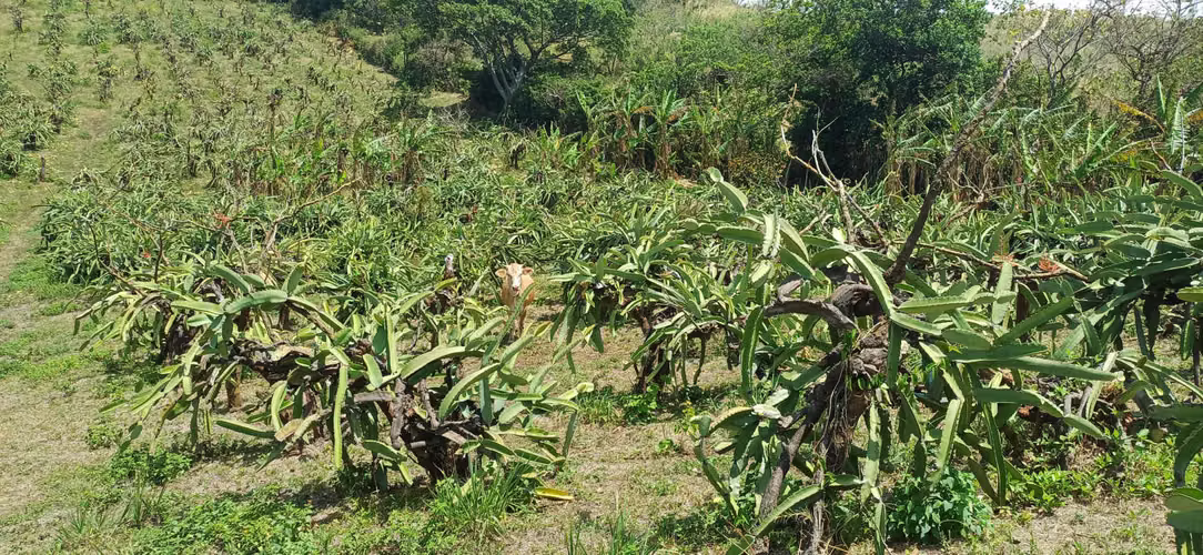 En venta preciosa finca en el Crucero (Nicaragua)