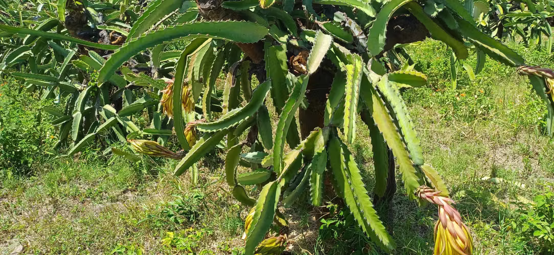 En venta preciosa finca en el Crucero (Nicaragua)
