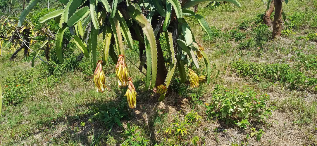En venta preciosa finca en el Crucero (Nicaragua)