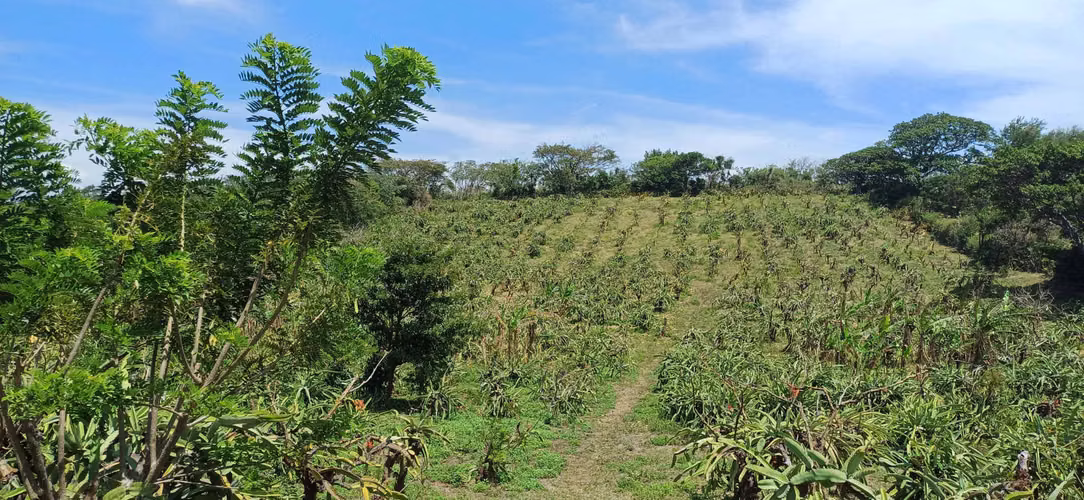 En venta preciosa finca en el Crucero (Nicaragua)