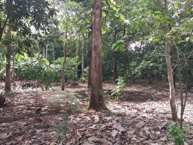 Venta de terreno en entrada de Volcán Mombacho  2 mzs dmm