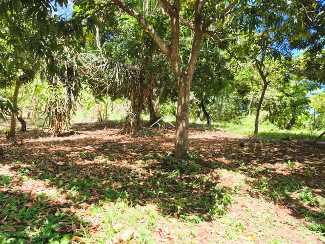LL - Se Vende Terreno en San Isidro de la Cruz Verde - Imagen 18