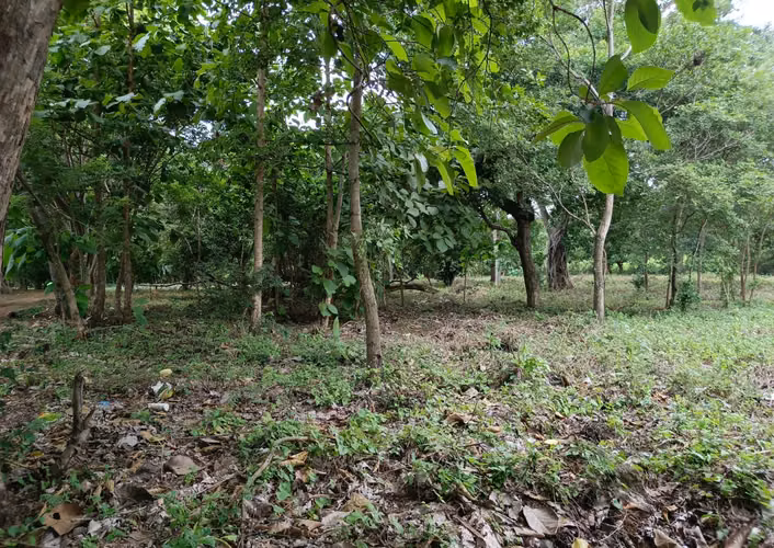 KM 15.5 CARRETERA MASAYA - SE VENDE TERRENO DE 7,500 VARAS.