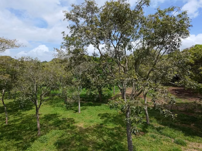 FP>Se vende extensa propiedad en comarca el mojón Jinotepe, Carazo - Imagen 3