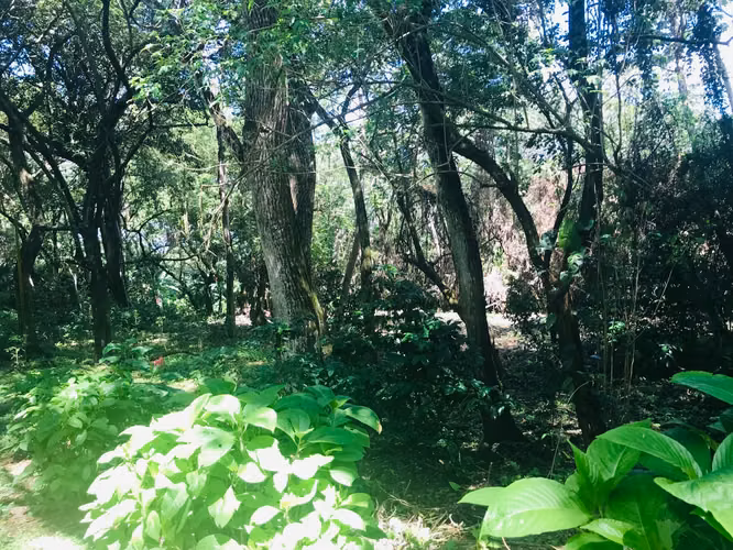 Hermoso terreno con vista en Mombacho