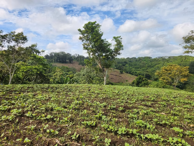 VENTA DE FINCA EN MASATEPE DE 5 MZ.