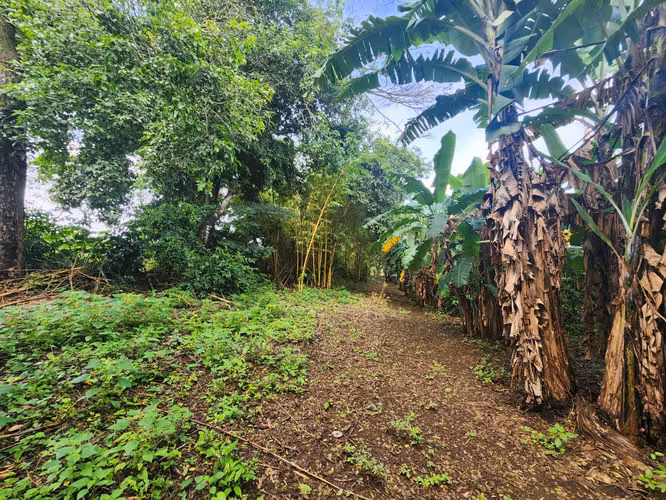 VENTA DE FINCA EN MASATEPE DE 5 MZ.
