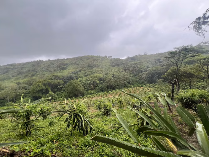 Finca Productiva en Venta – Comarca La Chona, Carazo