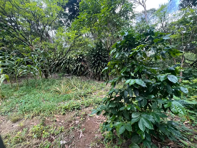Finca Productiva en Venta – Comarca La Chona, Carazo