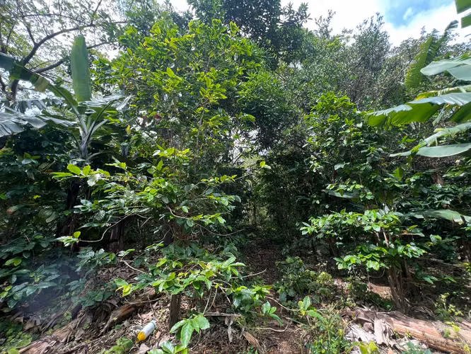 Finca Productiva en Venta – Comarca La Chona, Carazo