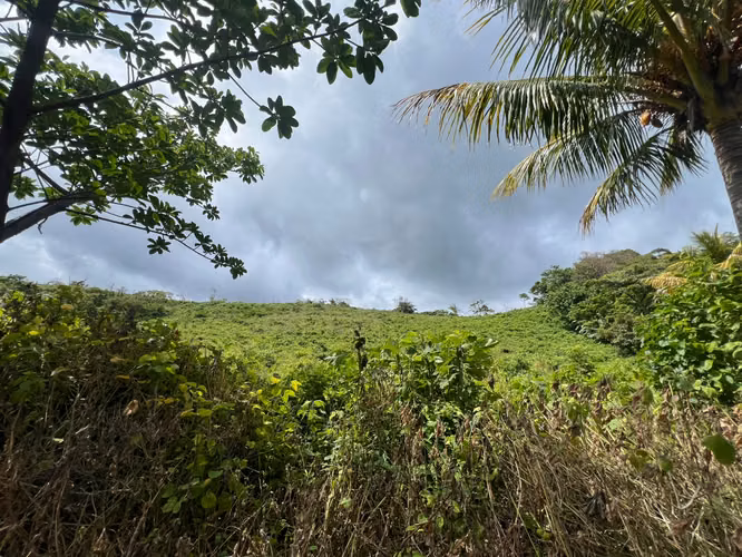 Finca Productiva en Venta – Comarca La Chona, Carazo