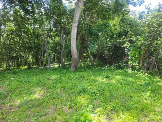 Lote en venta en el km 17 de la Carretera Vieja a León. - Imagen 3