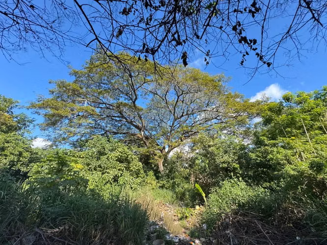 Terreno en Venta –  Km 13.5 Carretera Sur | Colonia Wheelock