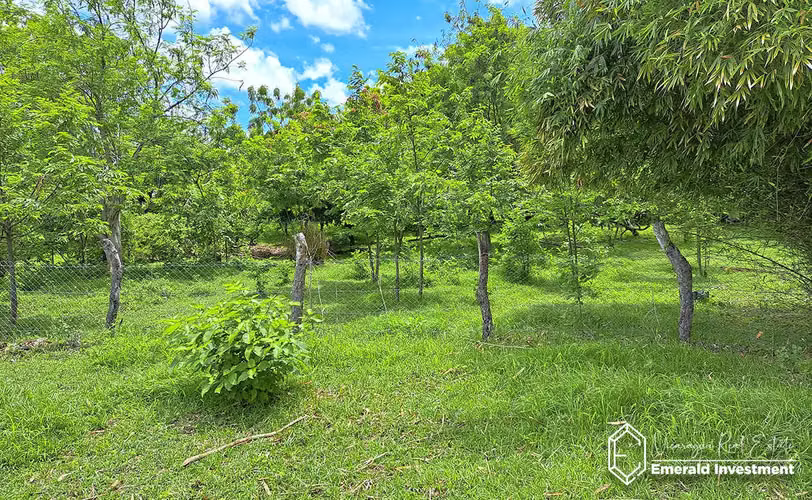 Farm Near Hacienda Iguana and Playa Gigante | Finca El Tambo - Imagen 8