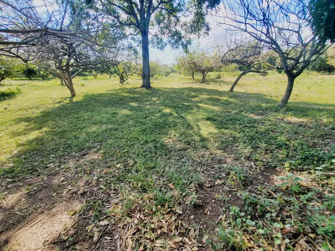 NO-Vendo terreno en Tisma km 38