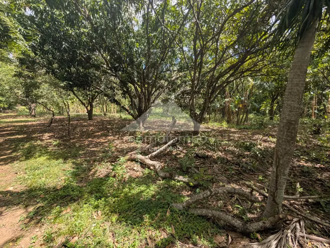 Finca en Venta Veracruz, Managua