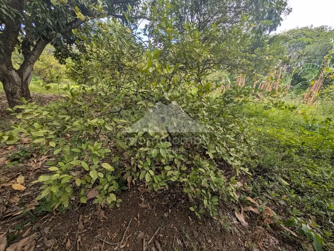 Finca en Venta Veracruz, Managua