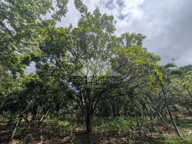 Finca en Venta Veracruz, Managua