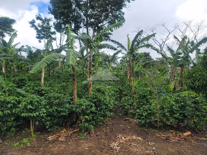 Finca en Venta Jinotega, Jinotega