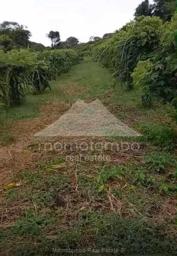 Finca en Venta Carretera Sur, El Crucero