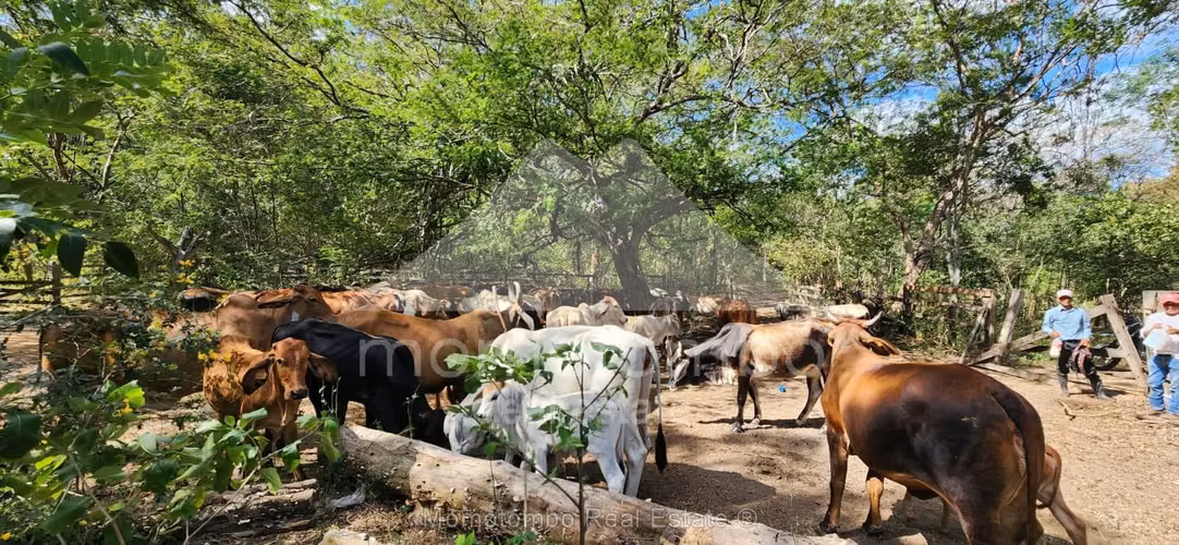 Finca en Venta , Belen