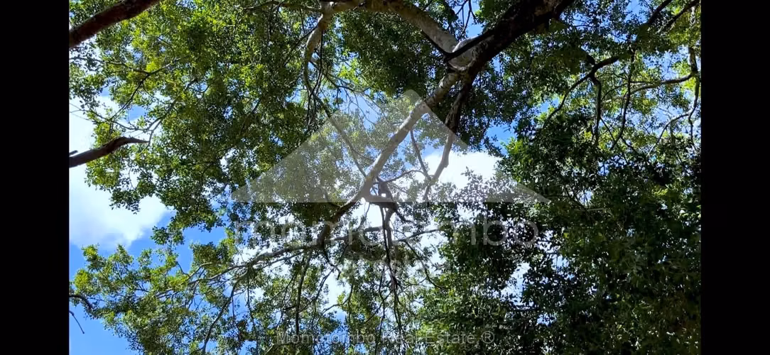 Finca en Venta &amp; Renta Jinotepe, Jinotepe