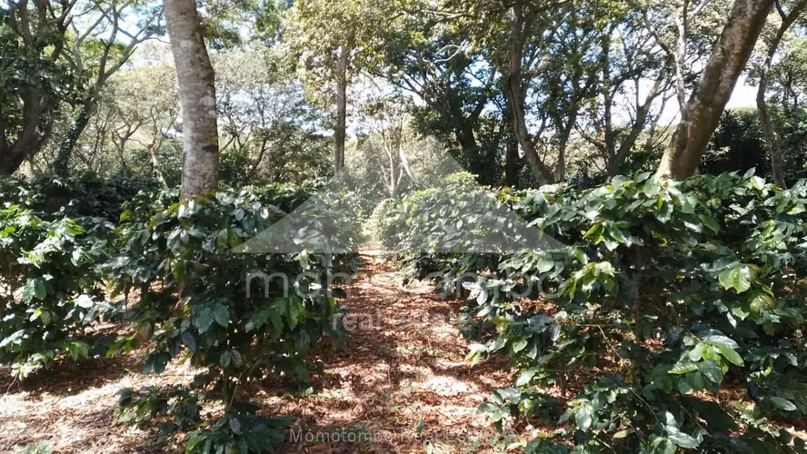 Finca en Venta Diriamba, Diriamba