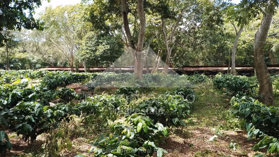 Finca en Venta Diriamba, Diriamba