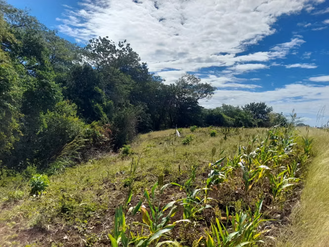 SE VENDE FINCA DE 37 MANZANAS. - Imagen 5