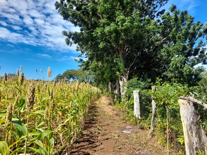 SE VENDE FINCA DE 37 MANZANAS. - Imagen 4